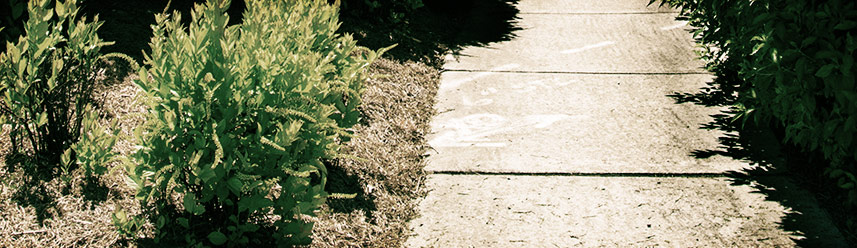 一键性能优化的Web漏洞扫描工具